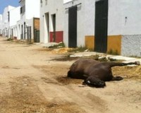 Los caballos que mueren durante la romería de El Rocío sí sufren, y mucho.